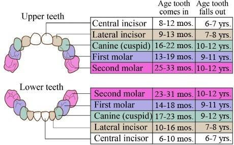 Возраст детей, когда появляются зубы