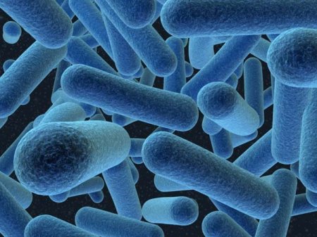 Полезные бактерии уберегут от кариеса