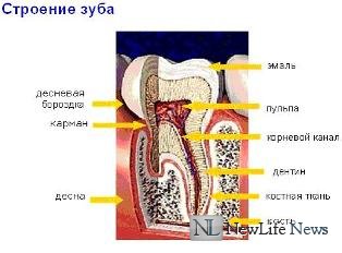 Строение зубов человека 