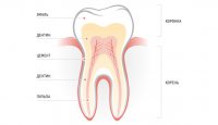 Зуб: базовые понятия